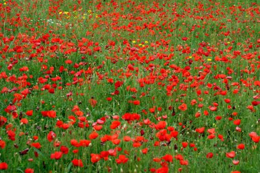 Kırmızı haşhaş bir çiçek çayır