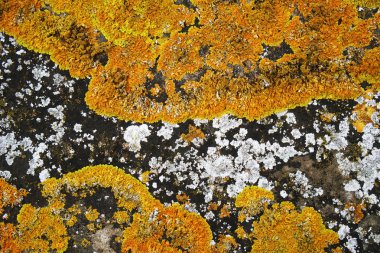 Liken Caloplaca marina