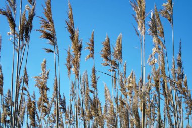 Wild reeds in bloom