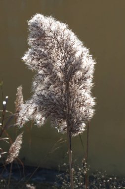 Wild reeds in bloom