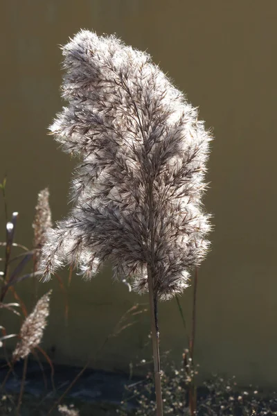 Cañas silvestres en flor — Foto de Stock