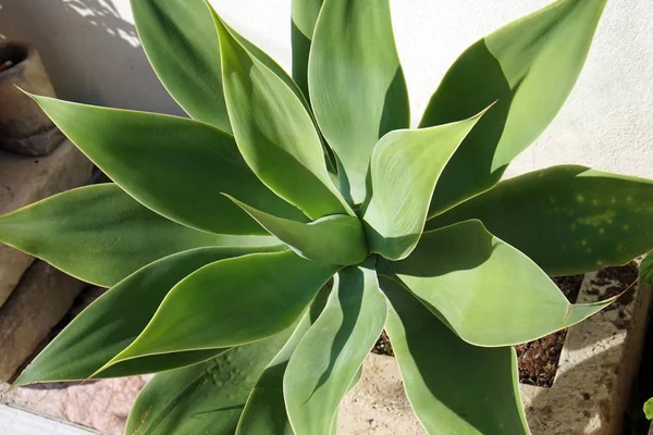 Agave with large leaves — Stock Photo, Image