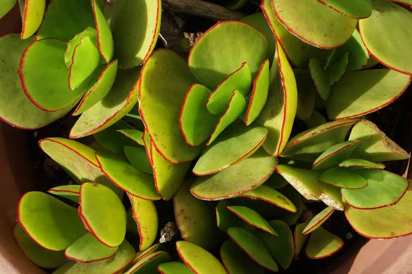 Crassula arborescens — Foto Stock