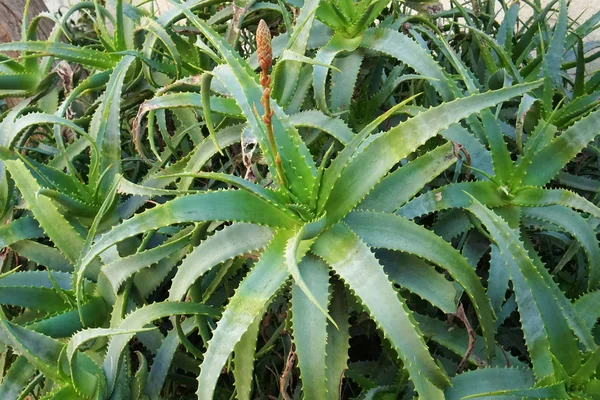 Aloe arborescens — Stok fotoğraf