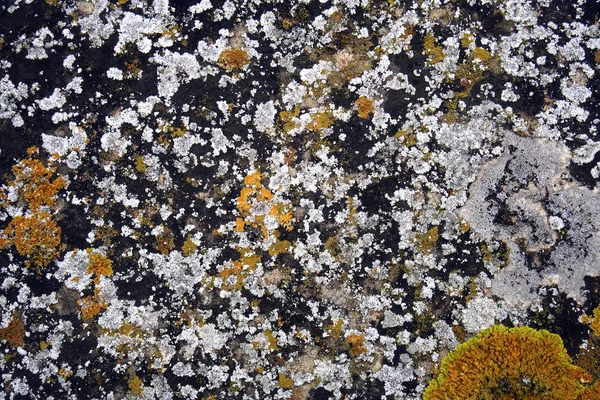 Líquenes blancos y amarillos sobre piedra — Foto de Stock