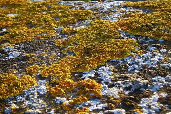 Lichens blancs et jaunes sur pierre — Photo
