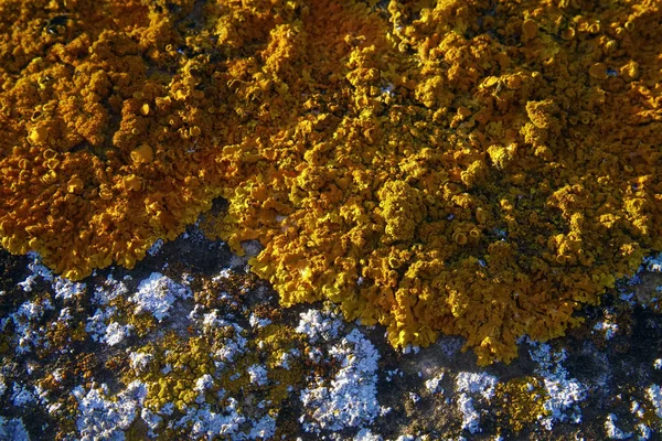 Licheni bianchi e gialli su pietra — Foto Stock
