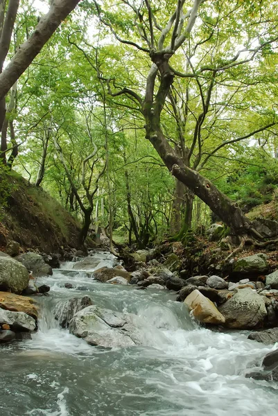 Steni Dirfyos forest and river, Euboea, Greece — стоковое фото