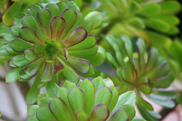 Green fat plant — Stock Photo, Image