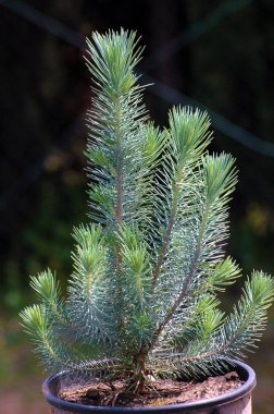 küçük sahil çamı