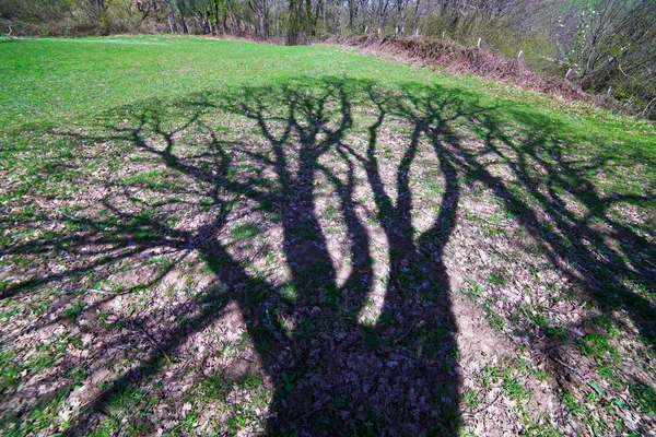 Sombra na grama de um carvalho velho — Fotografia de Stock