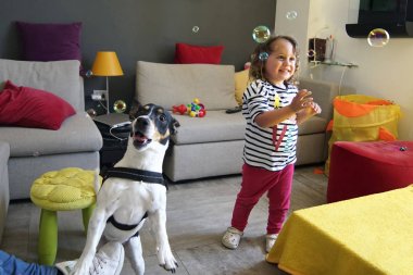 Küçük kız ve sabun köpüğü ile oynayan Jack Russell köpek