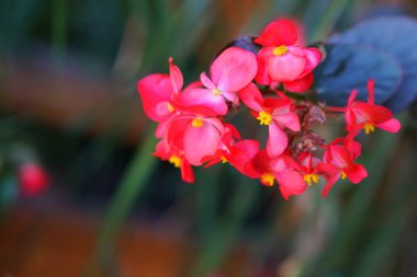 Duvarda asılı vazodaki kırmızı begonyalar, detaylar.