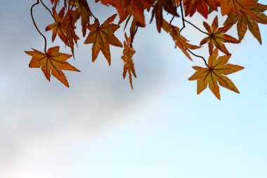 Yapraklı dalların bulanık arkaplan ışığı