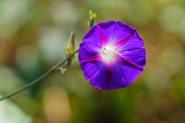 Ipomea, mor çan şeklinde çiçekleri olan bir tırmanma bitkisi.