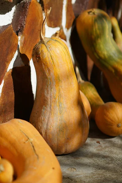 Gul zucchini i höstsolen — Stockfoto