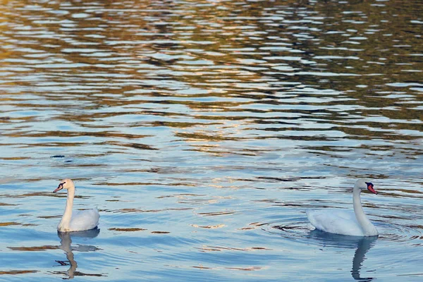 Belos cisnes brancos no lago de Ioannina no Epiro — Fotografia de Stock