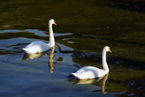 Hermosos cisnes blancos en el lago de Ioannina en Epiro — Foto de Stock