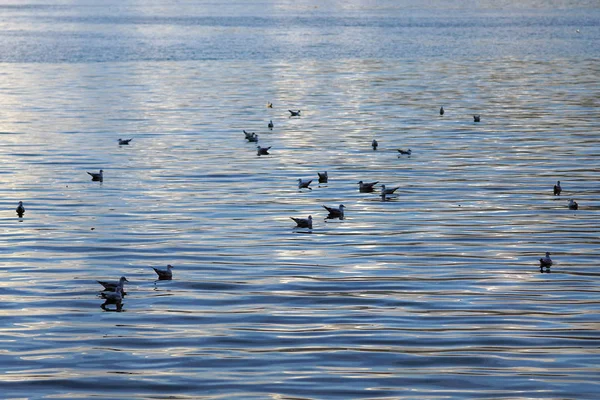 Hermosas gaviotas en el lago de Ioannina en Epiro — Foto de Stock