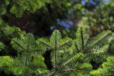 Köknar dallarının ayrıntıları, tipik Noel.