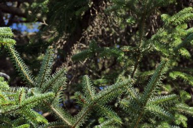 Köknar dallarının ayrıntıları, tipik Noel.