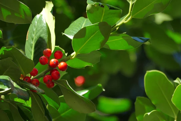 Das ultimative Weihnachtssymbol, die Stechpalme oder Ilex aquifolium — Stockfoto