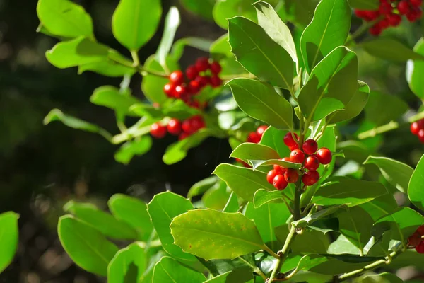 Das ultimative Weihnachtssymbol, die Stechpalme oder Ilex aquifolium — Stockfoto