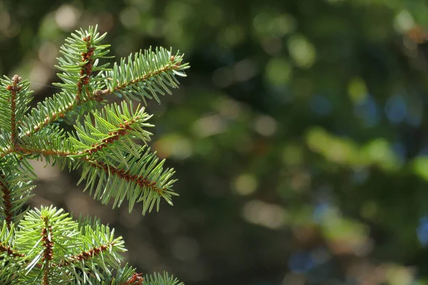 Detail of fir branches, typical of Christmas — Stock Photo, Image