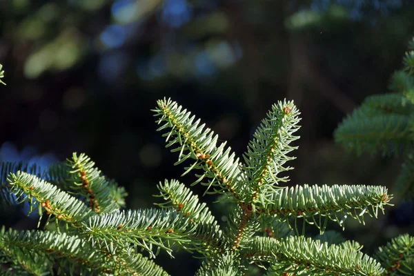 Détail des branches de sapin, typique de Noël — Photo