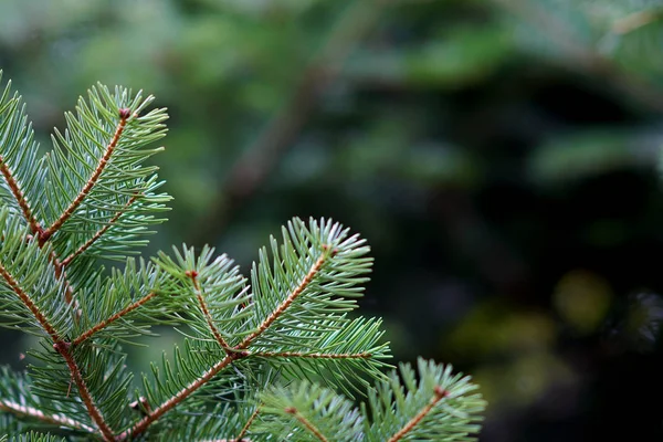 Détail des branches de sapin, typique de Noël — Photo