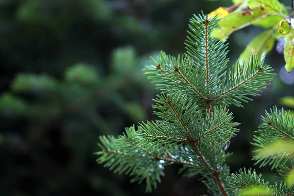 Détail des branches de sapin, typique de Noël — Photo