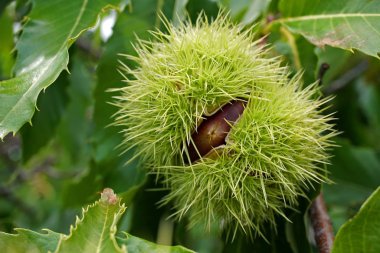 Kestaneler buklelerle yeni toplandı.