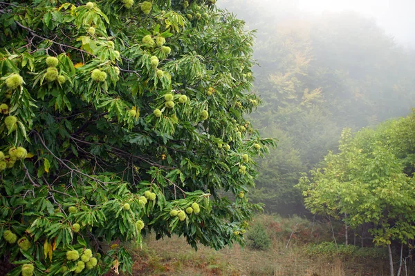 Châtaignier avec des fruits prêts sur les branches — Photo