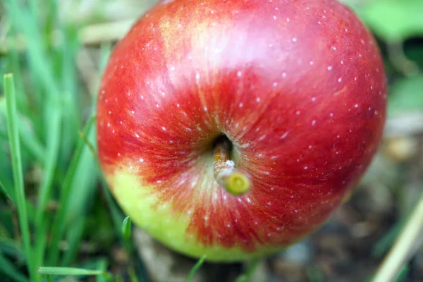 Ekologiska röda äpplen i berget — Stockfoto