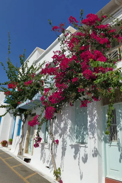 Klasyczny bougainvillea wspinaczka na dom, w Grecji — Zdjęcie stockowe