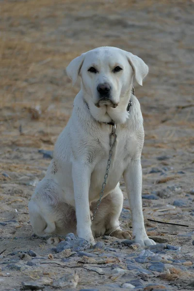 Mooie witte Labrador genaamd Marley — Stockfoto