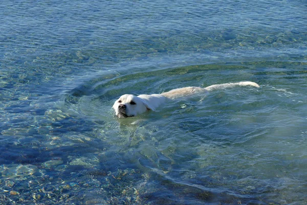 Mooie een jaar oude witte Labrador genaamd Marley — Stockfoto