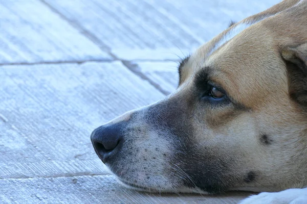 Close-up portret van een hond op zoek intens — Stockfoto