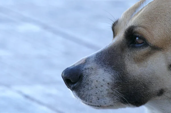 Ritratto ravvicinato di un cane che guarda intensamente — Foto Stock