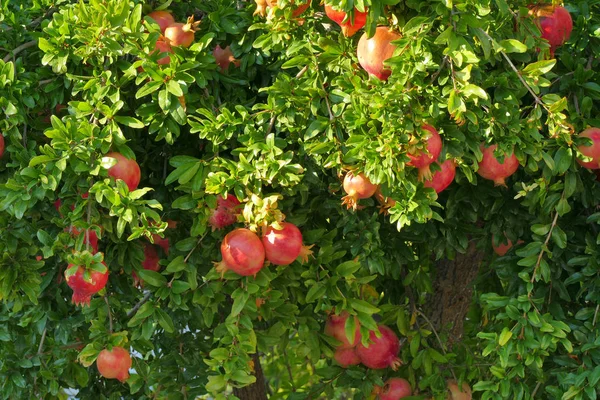 Reife Granatäpfel auf einem Baum auf dem Peloponnes — Stockfoto