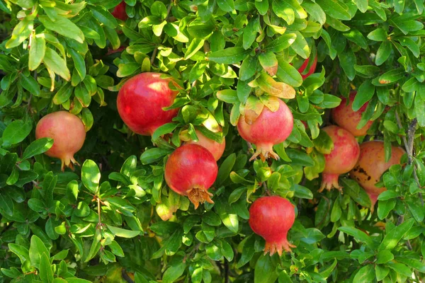 Reife Granatäpfel auf einem Baum auf dem Peloponnes — Stockfoto