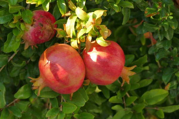 Reife Granatäpfel auf einem Baum auf dem Peloponnes — Stockfoto