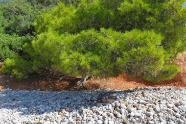 Pine tree leaning towards the beautiful Ververonda beach clipart