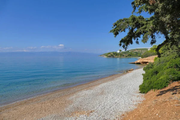 Pine tree leaning towards the beautiful Ververonda beach — Stock Photo, Image