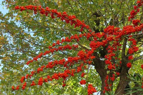 Pyracantha Coccinea Scarlet Scarethorn Una Especie Espino Rojo Familia Asteraceae —  Fotos de Stock