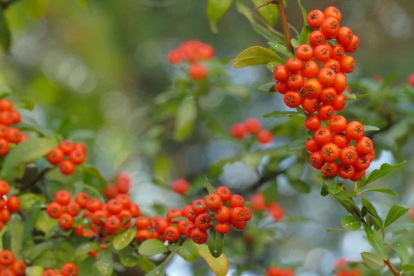 Pyracantha Coccinea Das Scharlachrote Vogelscheuchen Ist Die Europäische Art Des — Stockfoto