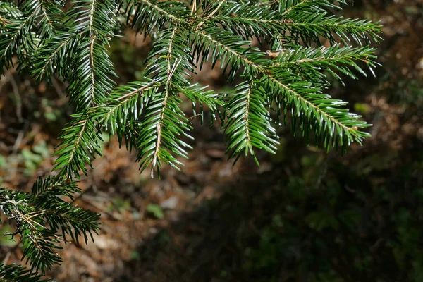 Small Branches Christmas Spruce Backlight Detail — Stock Photo, Image