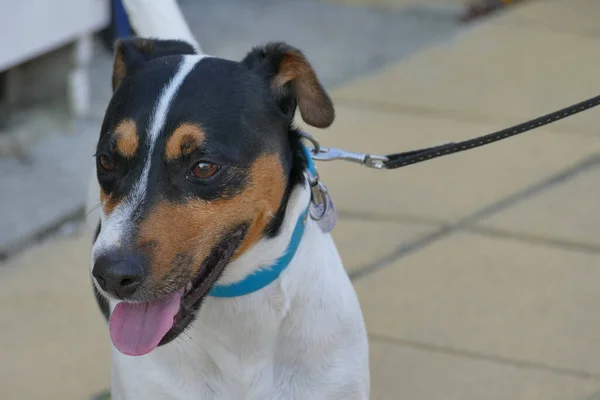 Ritratto Bellissimo Esemplare Jack Russell Primo Piano — Foto Stock