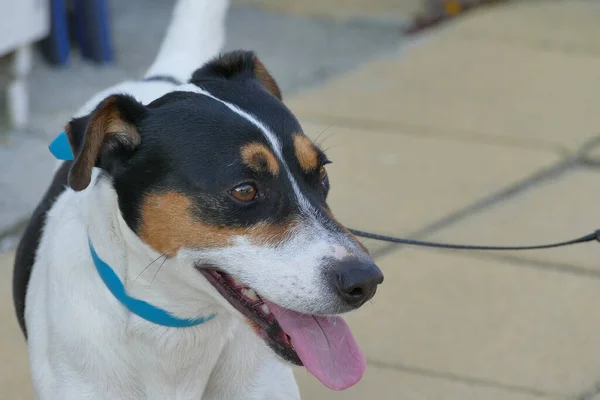 Portret Van Een Prachtig Exemplaar Van Jack Russell Close — Stockfoto