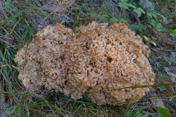 Sparassis Laminosa Називається Cauliflower Гриб Лісі Центральній Болгарії Зблизька — стокове фото